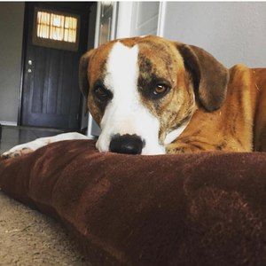 Meet your Posher, Trey